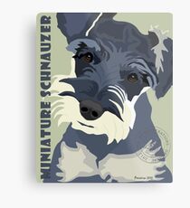 Miniature Schnauzer Metal Print