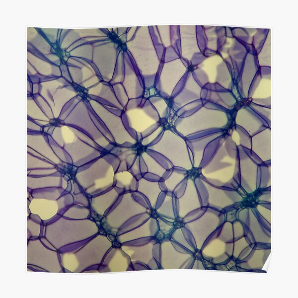 Rose stem section microscope photo - plant cells Poster