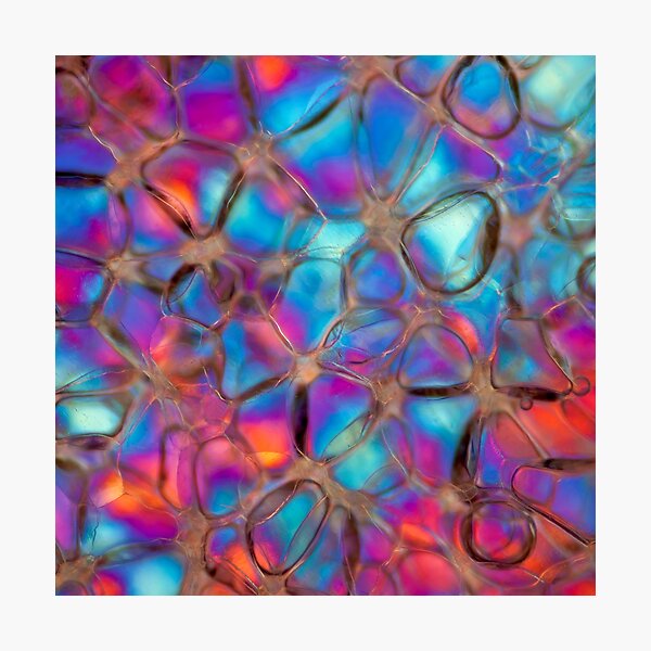 Rose stem section microscope photo - plant cells - botanical Photographic Print