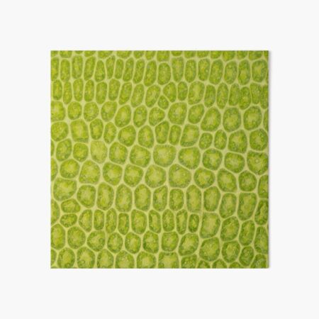 Moss leaf microscope photo - plant cells Art Board Print