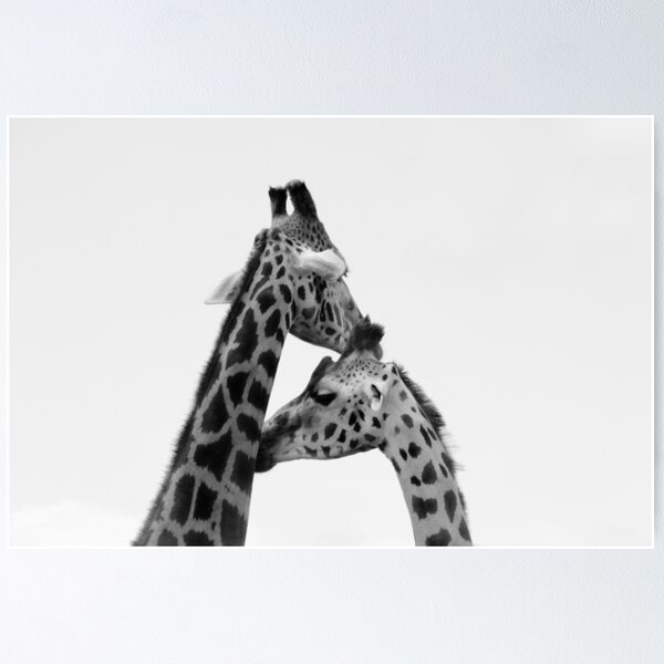 Item preview, Giraffe Love designed and sold by photography1978.