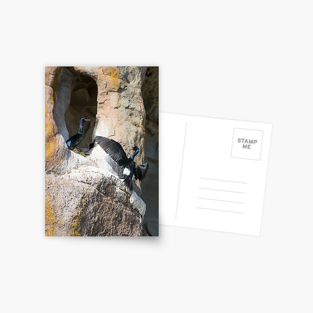 Nesting Pelagic Cormorants Postcard