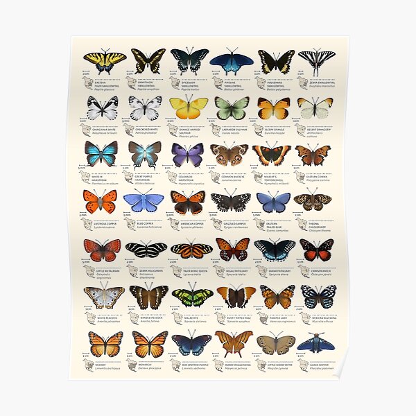 Butterflies of North America Poster
