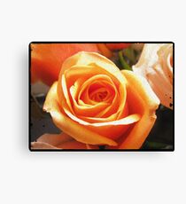 peach rose Canvas Print