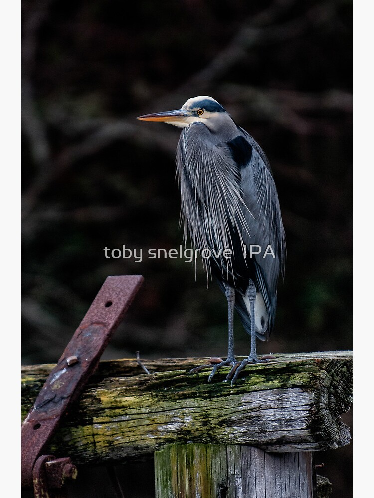Blue Heron in Miners Bay by tobysnelgrove