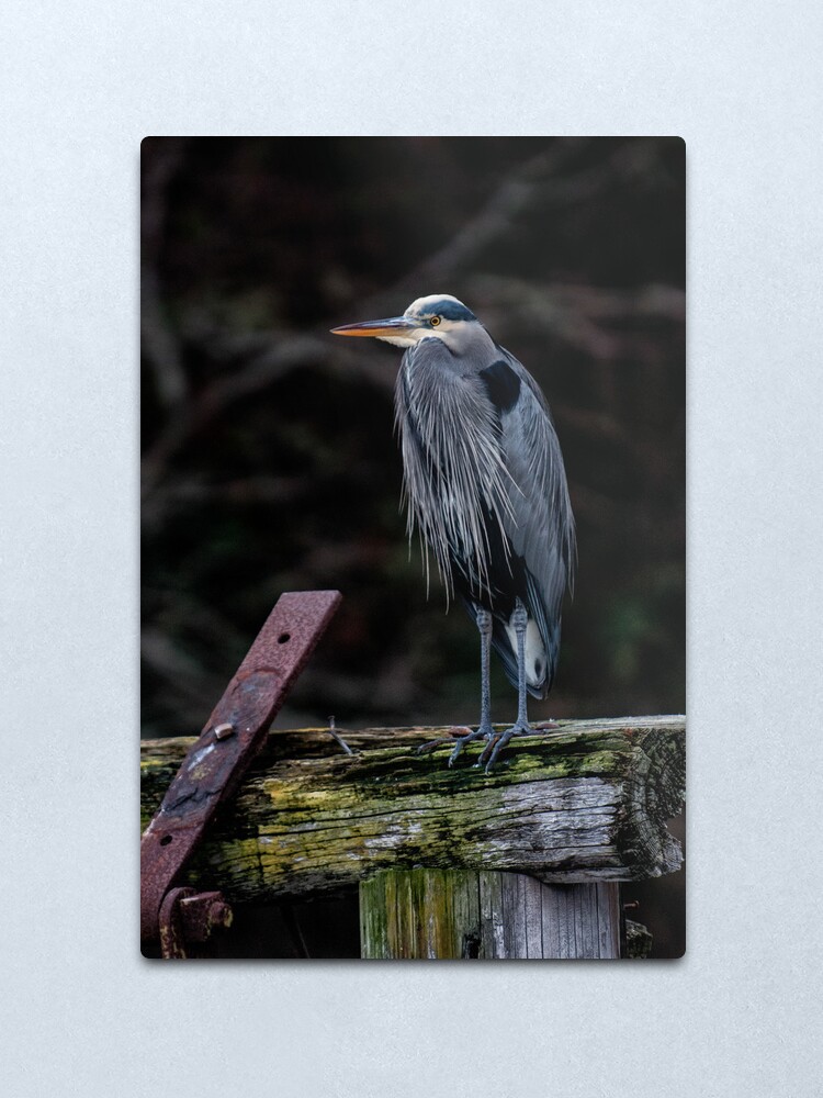 Alternate view of Blue Heron in Miners Bay Metal Print
