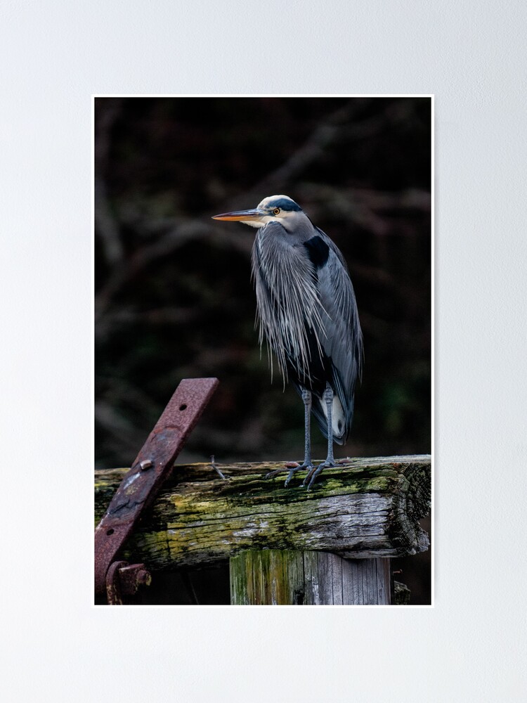 Alternate view of Blue Heron in Miners Bay Poster