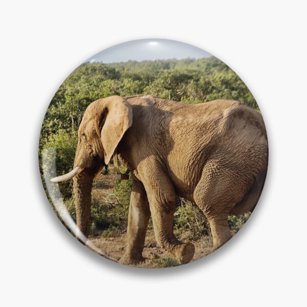 Item preview, Male elephant walking alone  in South Africa designed and sold by Photopat.