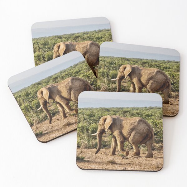 Item preview, Male elephant walking alone  in South Africa designed and sold by Photopat.
