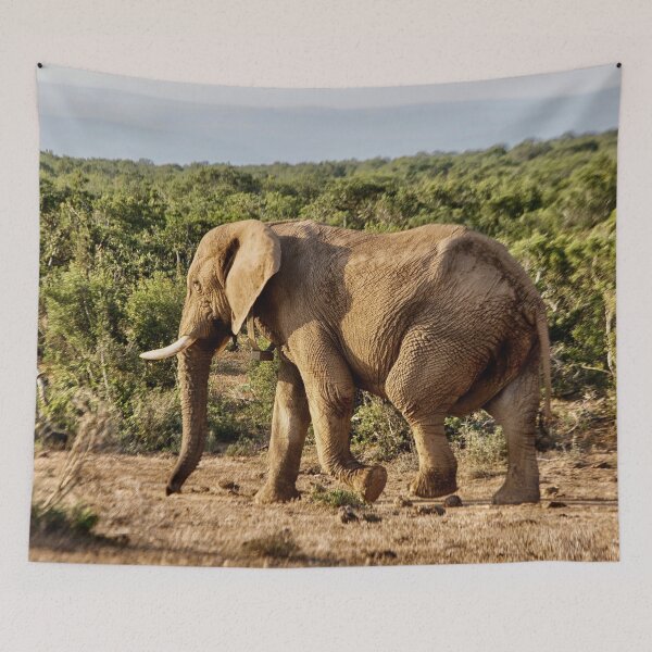 Item preview, Male elephant walking alone  in South Africa designed and sold by Photopat.