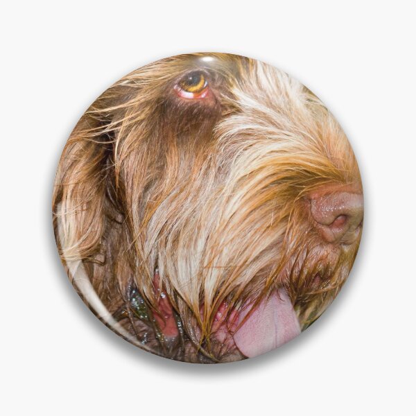 Item preview, Tongue out Spinone designed and sold by FOLK ART FUSION by heidiannemorris.