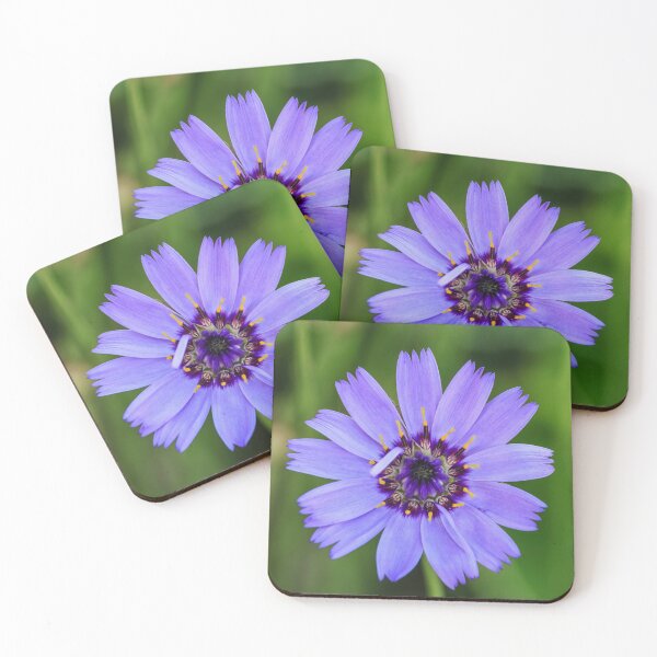 Item preview, Catananche Caerulea. designed and sold by John Ray.