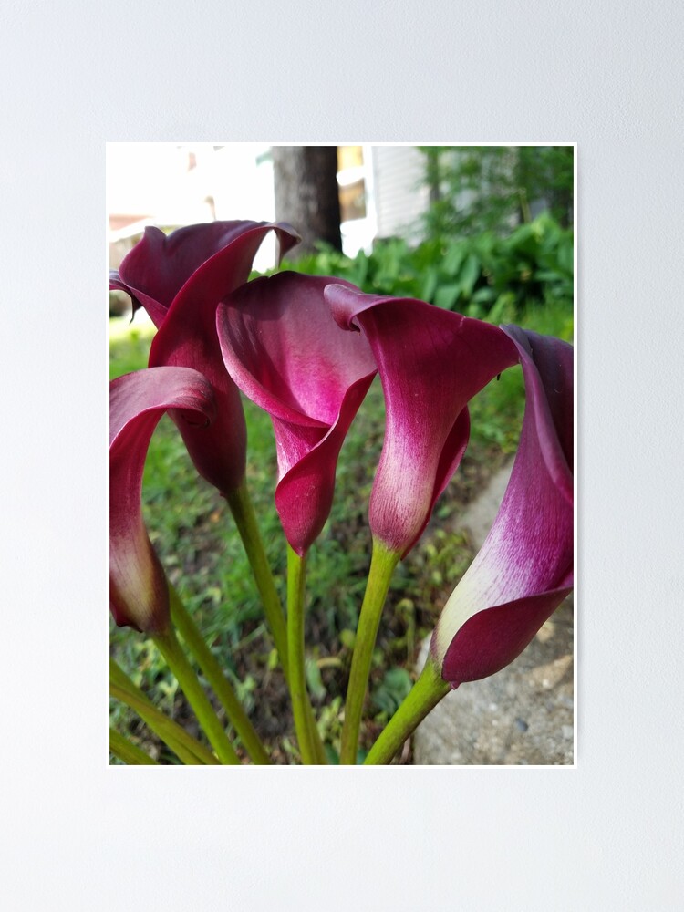 Purple Calla Lily Nature Photography Floral Flowers