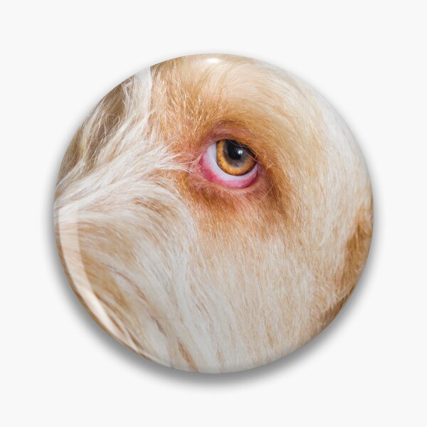 Item preview, Delicate thoughts Spinone by heidiannemorris designed and sold by FOLK ART FUSION by heidiannemorris.