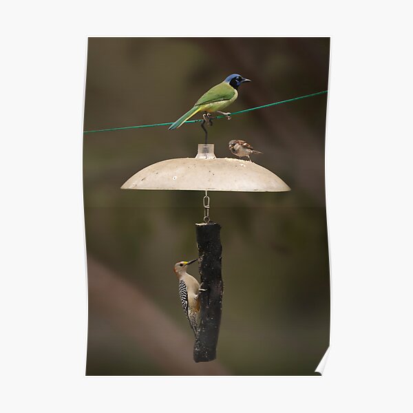 Bird Stack Poster