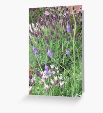 lavendar Greeting Card
