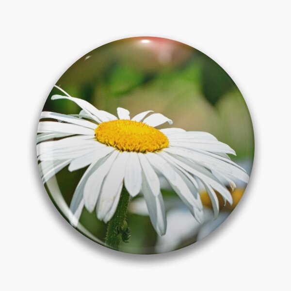 Item preview, Shasta Daisies designed and sold by LisaWootenPhoto.