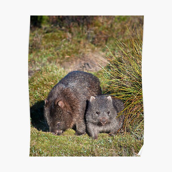 Wombat Poster