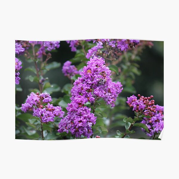 Crape Myrtle Tree Poster