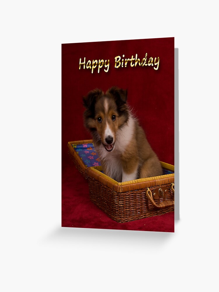 sheltie birthday