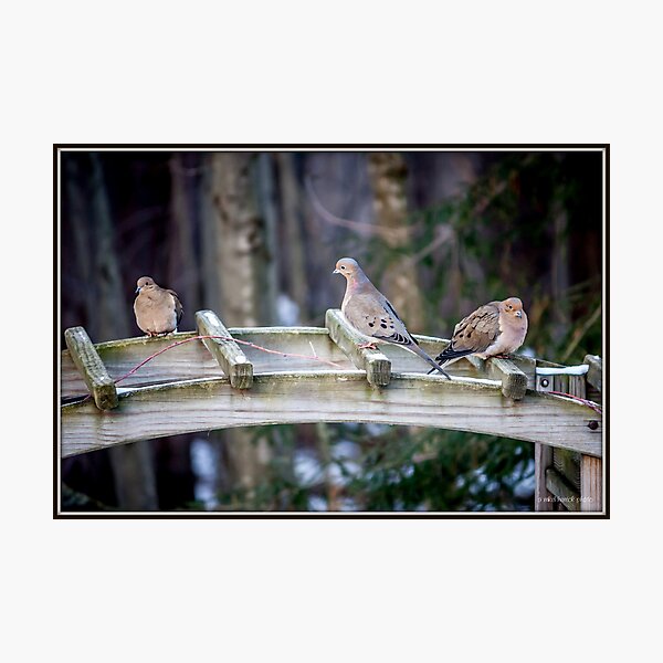 Item preview, Morning Visit From Mourning Doves designed and sold by Mikell Herrick.