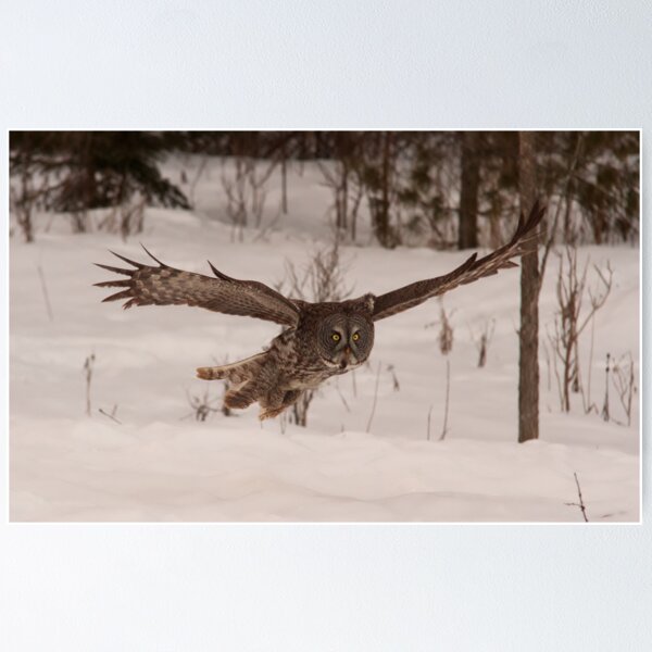 Artikelvorschau, Great Grey Owl in flight - Ottawa, Ontario entworfen und verkauft von Josef Pittner.