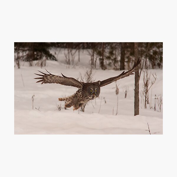 Artikelvorschau, Great Grey Owl in flight - Ottawa, Ontario entworfen und verkauft von Josef Pittner.