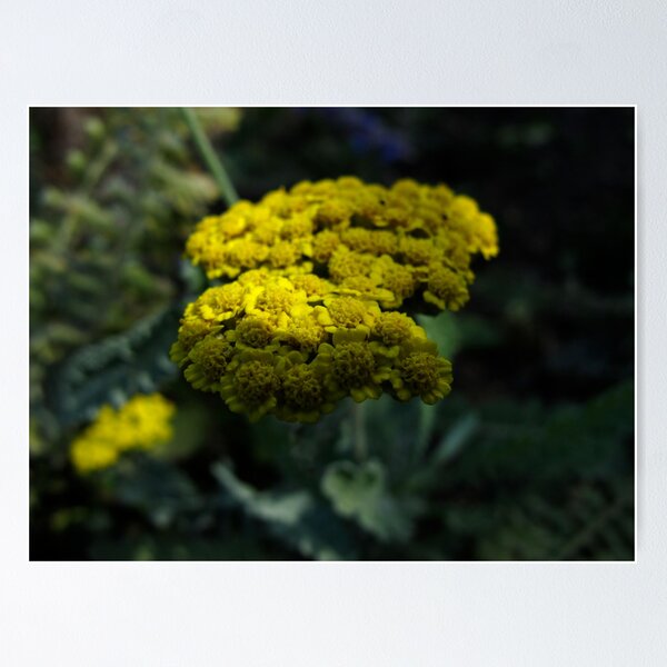 Item preview, Half shade designed and sold by MarianBendeth.