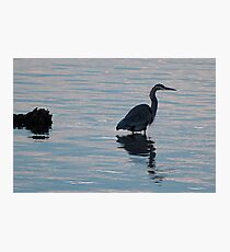 Knee Deep Photographic Print