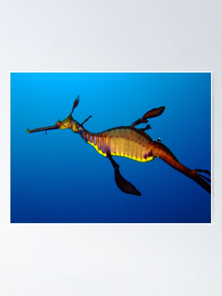 Weedy Seadragon Phyllopteryx Taeniolatus Poster By Seanpelliott