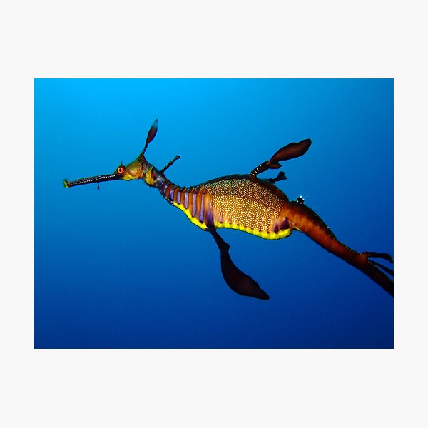 Weedy Seadragon (Phyllopteryx taeniolatus) Photographic Print