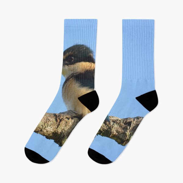 Item preview, Into the Blue- Sacred Kingfisher sitting on a branch- New Zealand Birds designed and sold by lizdomett.