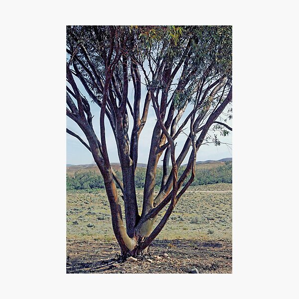 Item preview, Natural beauty of Beltana, Flinders Ranges designed and sold by imaginethis.
