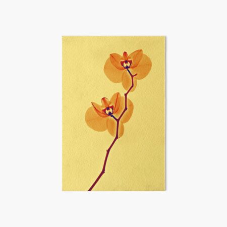 Durchleuchtete Orchidee Galeriedruck