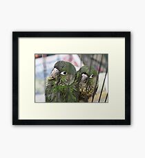 Conure Babies 1 Framed Print