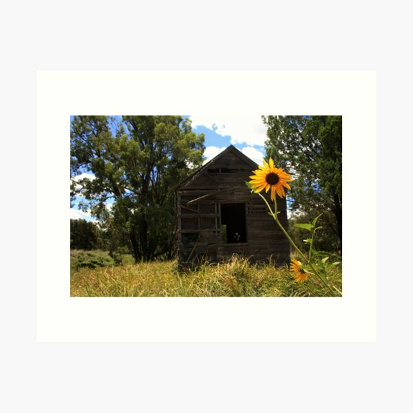 Item preview, Sun flowers and an old shed at Baradine designed and sold by myraj.