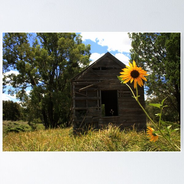 Item preview, Sun flowers and an old shed at Baradine designed and sold by myraj.
