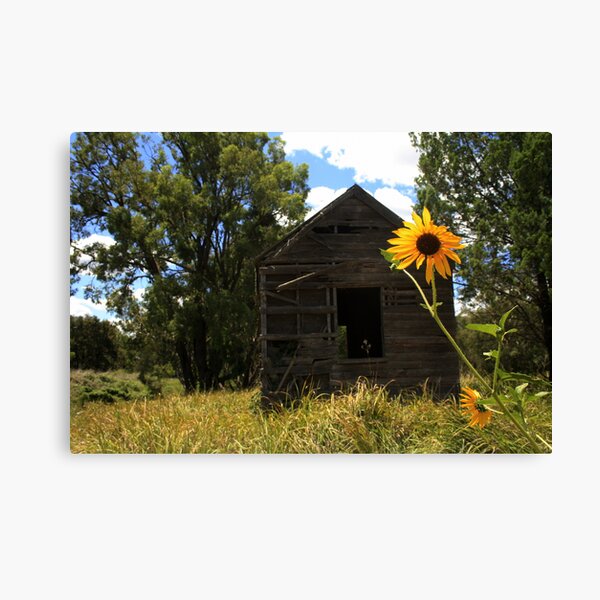 Item preview, Sun flowers and an old shed at Baradine designed and sold by myraj.
