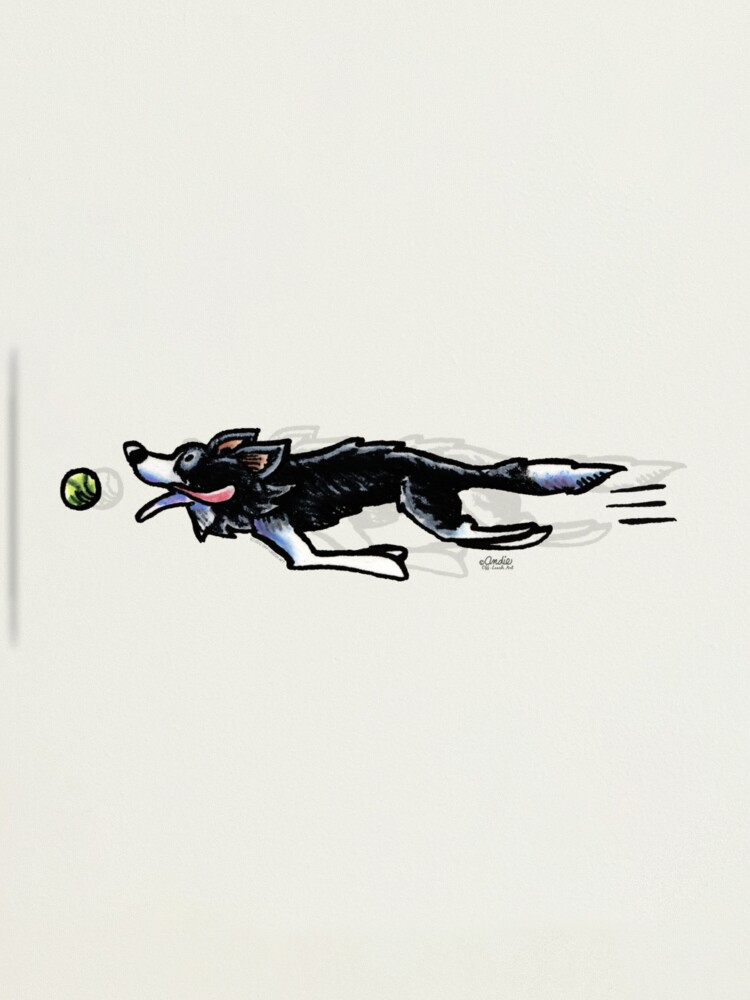 Alternate view of Border Collie in Action Photographic Print