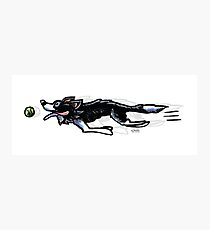 Border Collie in Action Photographic Print