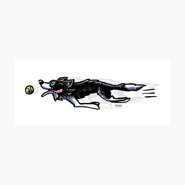 Border Collie in Action Photographic Print