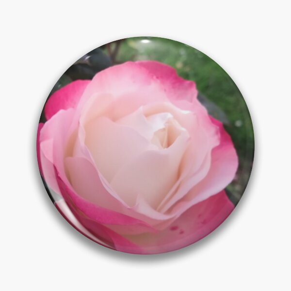 Item preview, Red and white rose photo  designed and sold by esvb.