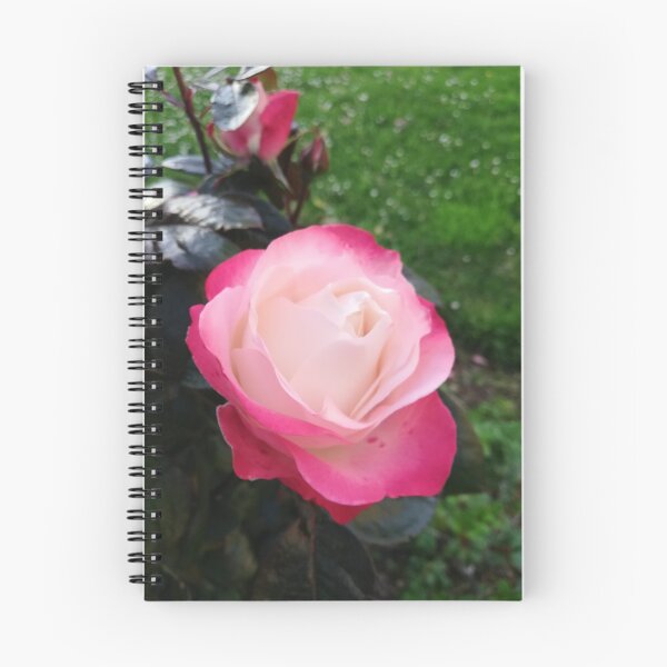 Item preview, Red and white rose photo  designed and sold by esvb.
