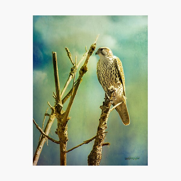 Watcher of the World Photographic Print