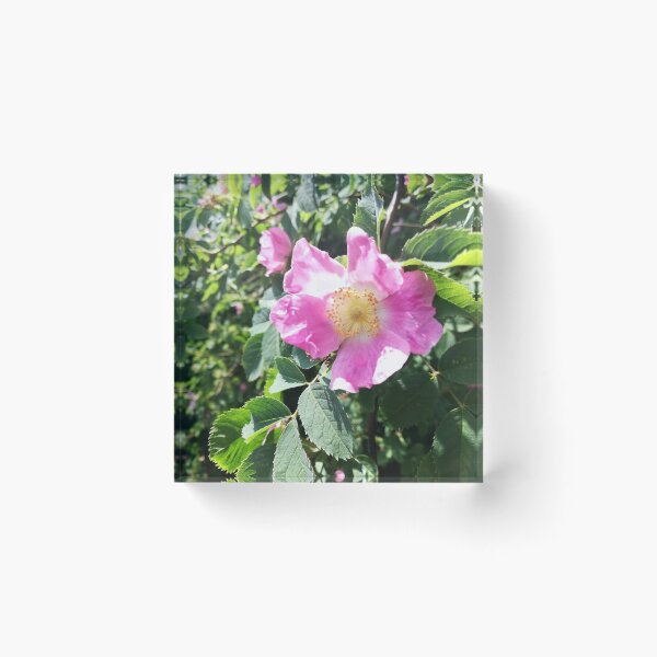 Item preview, Pink wild rose photograph designed and sold by esvb.