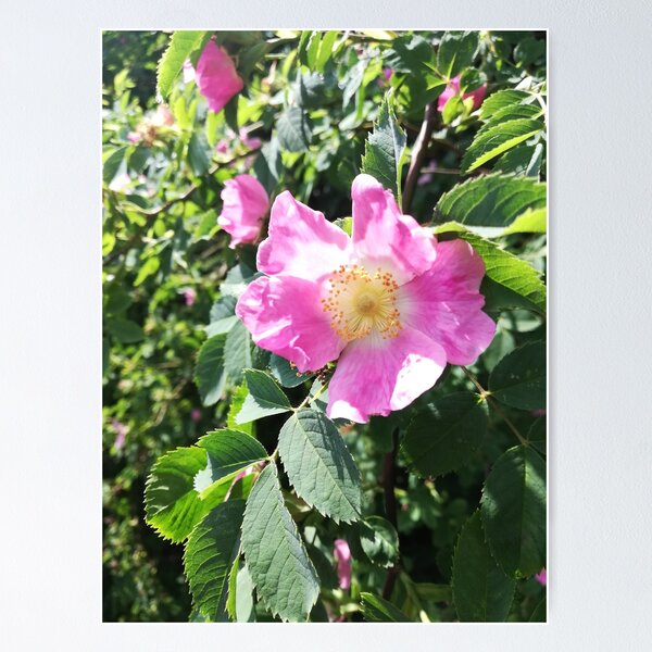 Item preview, Pink wild rose photograph designed and sold by esvb.
