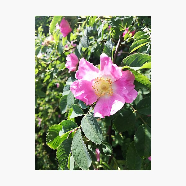 Item preview, Pink wild rose photograph designed and sold by esvb.