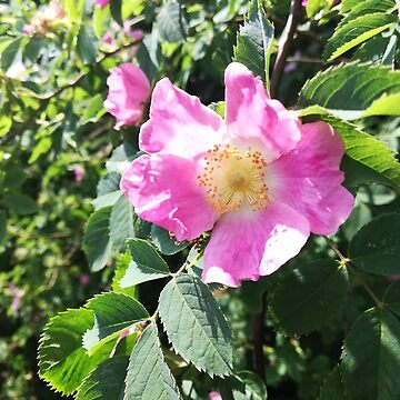 Vorschaubild zum Design Rosa wilde Rosenfoto von esvb