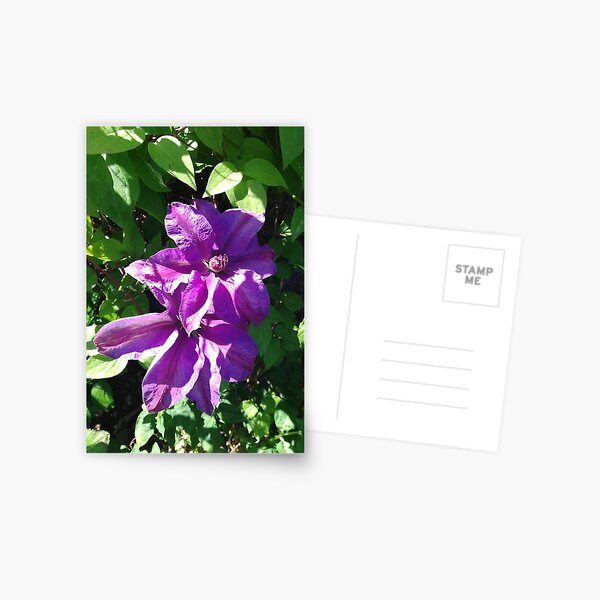 Purple clematis photograph Postcard