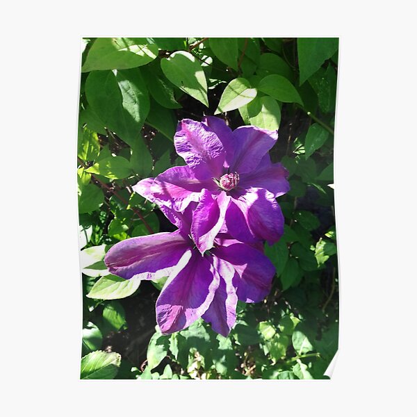 Purple clematis photograph Poster